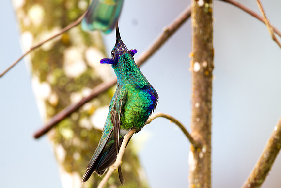 Sparkling Violetear (Colibri coruscans)