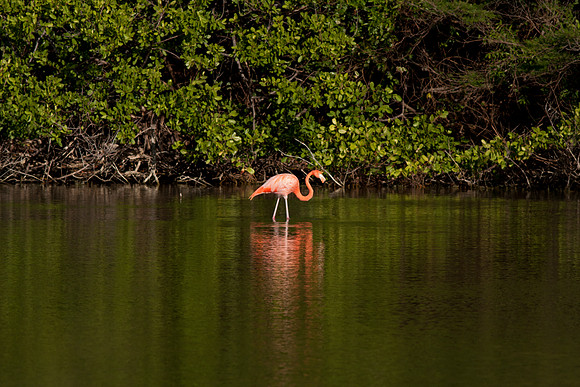 Greater Flamingo (Phoenicopterus roseus)