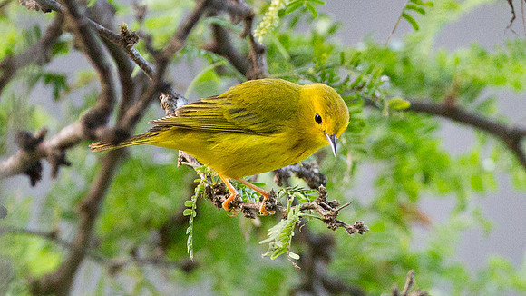 Yellow Warbler (Setophaga petechia)