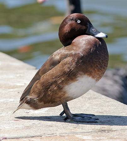 Hardhead (Aythya australis) male