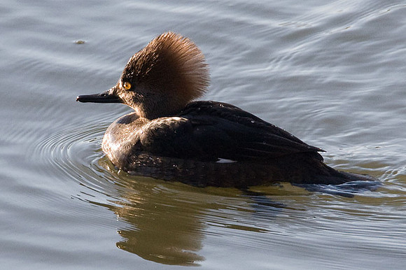 Hooded Merganser (Lophodytes cucullatus) female