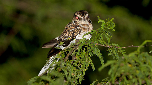 White-tailed Nightjar (Caprimulgus cayennensis)