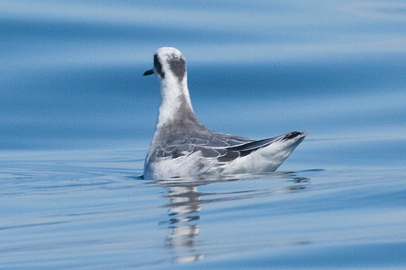 Red-necked Phalarope (Phalaropus lobatus)