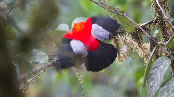 Andean Cock-of-the-rock (Rupicola peruvianus)