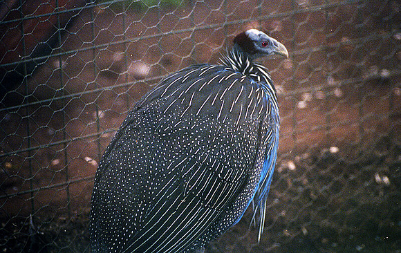 Vulturine Guineafowl (Acryllium vulturinum) captive