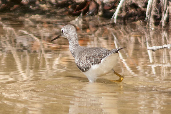 Lesser Yellowlegs (Tringa flavipes)