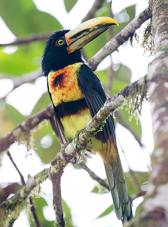 Collared Aracari (Pteroglossus torquatus), pale mandibled