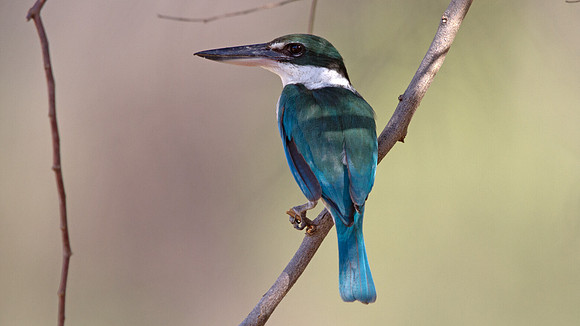 Collared kingfisher (Todiramphus chloris)
