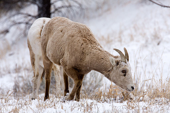 Colorado goats