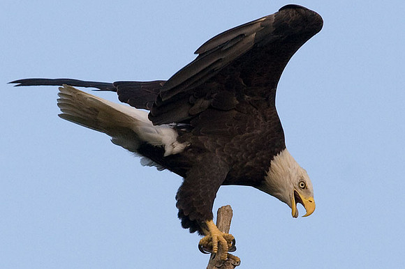 Bald Eagle (Haliaeetus leucocephalus)