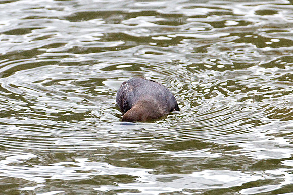 American Dipper (Cinclus mexicanus)