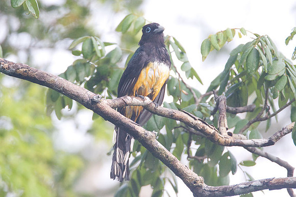 Black-headed Trogon (Trogon melanocephalus)