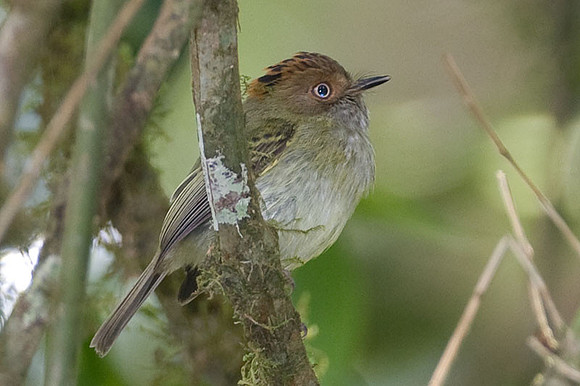 Scale-crested Pygmy Tyrant (Lophotriccus pileatus)