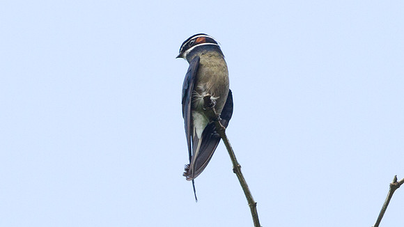 Whiskered Treeswift (Hemiprocne comata)