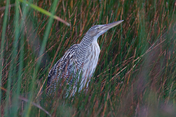 American Bittern (Botaurus lentiginosus)