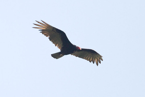 Turkey Vulture (Cathartes aura)