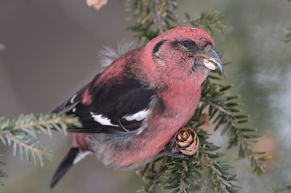 Two-barred Crossbill (Loxia leucoptera) male; also known as White-winged Crossbill