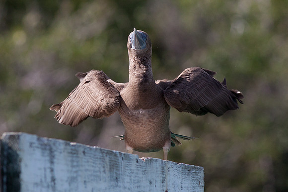 Brown Booby (Sula leucogaster)