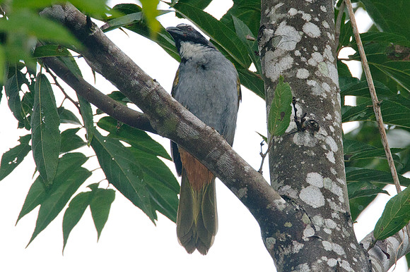 Black-headed Saltator (Saltator atriceps)