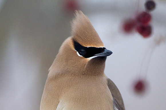 Cedar Waxwing (Bombycilla cedrorum)