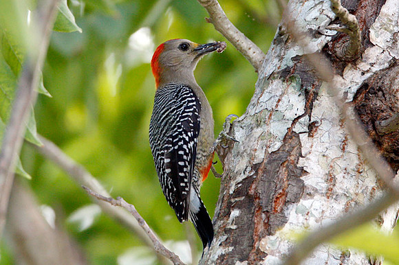 Yucatan Woodpecker (Melanerpes pygmaeus) male