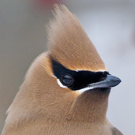 Cedar Waxwing (Bombycilla cedrorum)