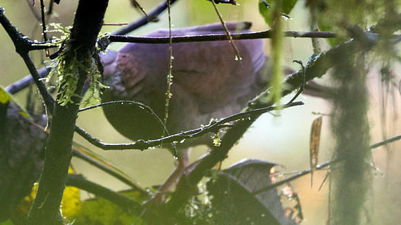 White-throated Quail-Dove (Geotrygon frenata)