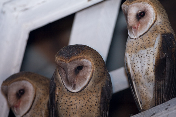 Western Barn Owl (Tyto alba)