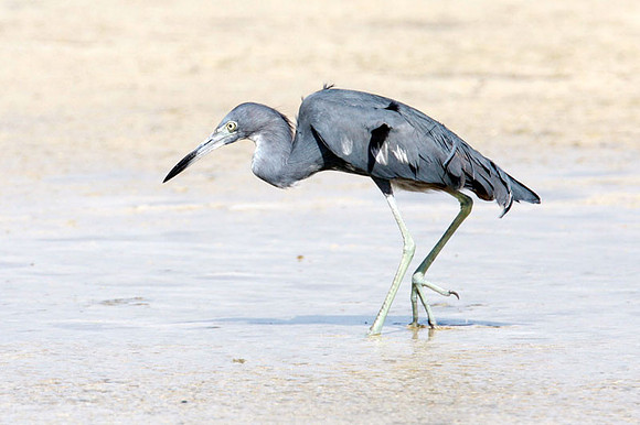 Little Blue Heron (Egretta caerulea)