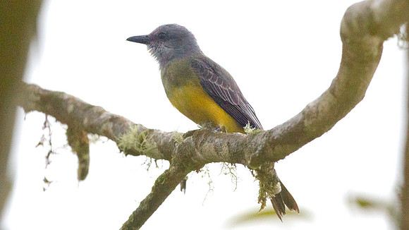 Tropical Kingbird (Tyrannus melancholicus)