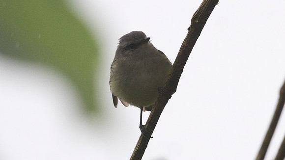 White-tailed Tyrannulet (Mecocerculus poecilocercus)
