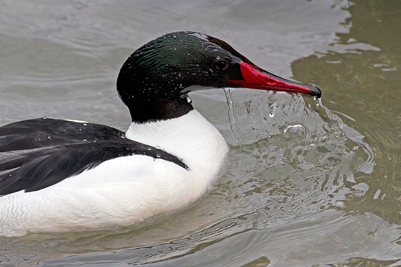 Common Merganser (Mergus merganser) also known as Goosander