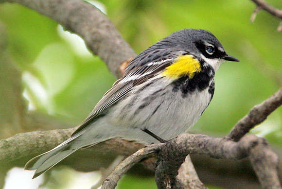 Yellow-rumped Warbler (Dendroica coronata)