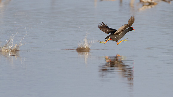 Common Moorhen (Gallinula chloropus) also known as Common Gallinule