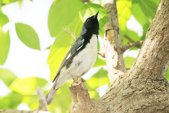 Black-throated Blue Warbler (Dendroica caerulescens)