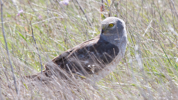 Northern Harrier (Circus cyaneus)