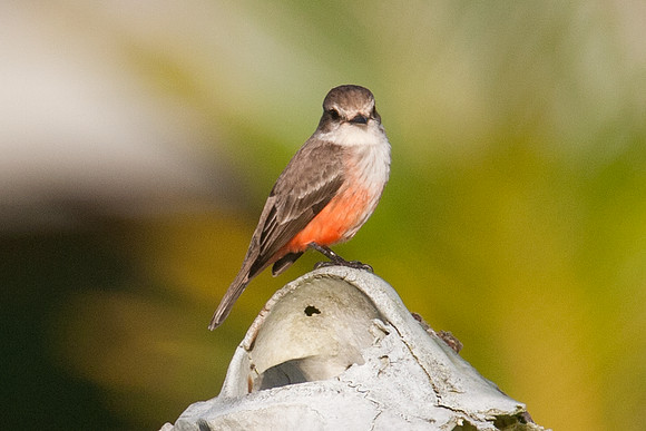 Vermilion Flycatcher (Pyrocephalus rubinus) female