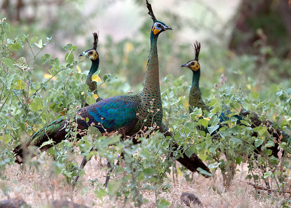 Green peafowl (Pavo muticus)