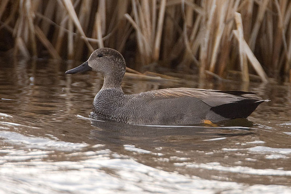 Gadwall (Anas strepera)