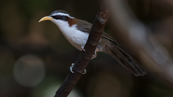 White-browed scimitar babbler (Pomatorhinus schisticeps)
