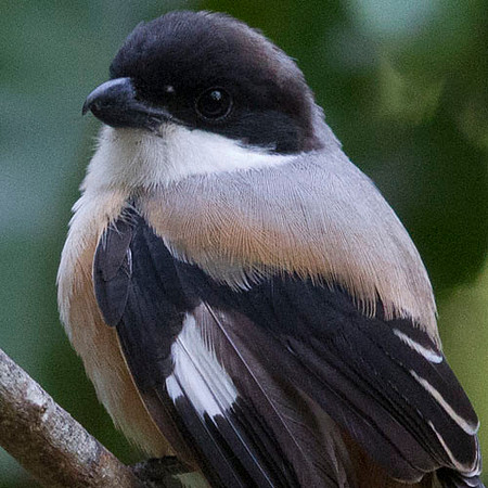Long-tailed shrike (Lanius schach)