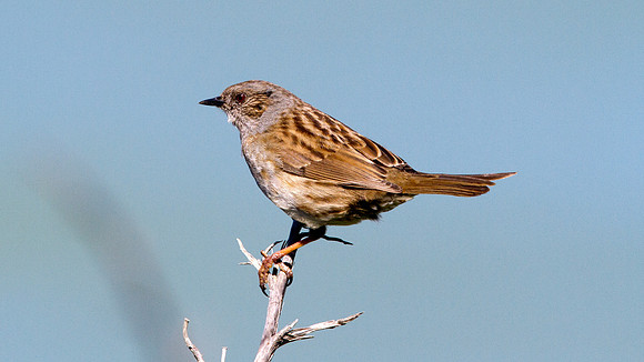 Dunnock (Prunella modularis)