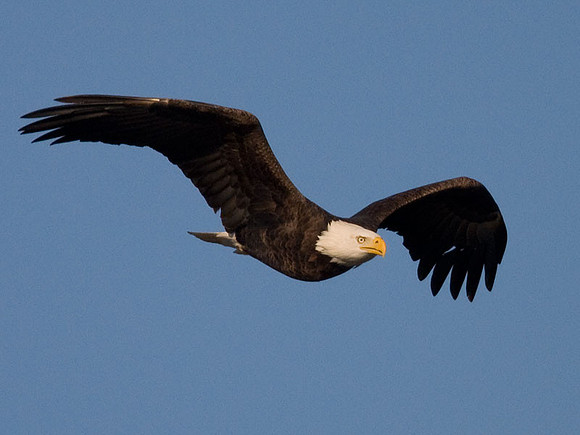 Bald Eagle (Haliaeetus leucocephalus)