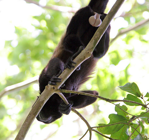 Mantled Howler (Alouatta palliata) also known as Golden-mantled Howling Monkey