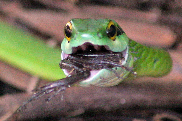 Green Parrot Snake (Leptophis ahaetulla)