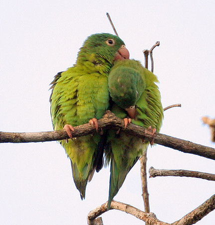 Orange-chinned Parakeet (Brotogeris jugularis) also known as Tovi Parakeet