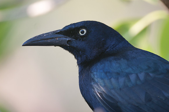 Great-tailed Grackle (Quiscalus mexicanus)