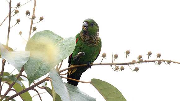 Maroon-tailed Parakeet (Pyrrhura melanura)