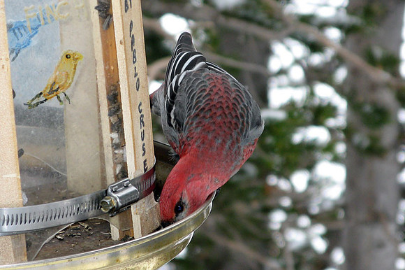 Pine Grosbeak (Pinicola enucleator) male