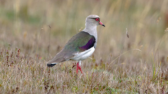 Andean Lapwing (Vanellus resplendens)